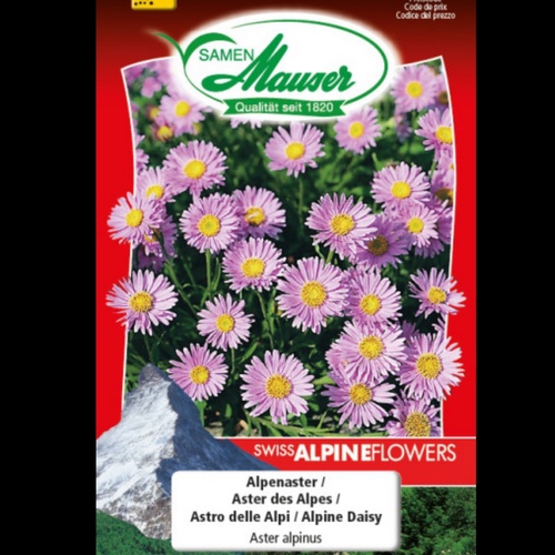 aster alpinus