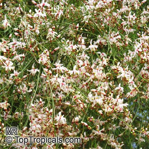 moringa peregina