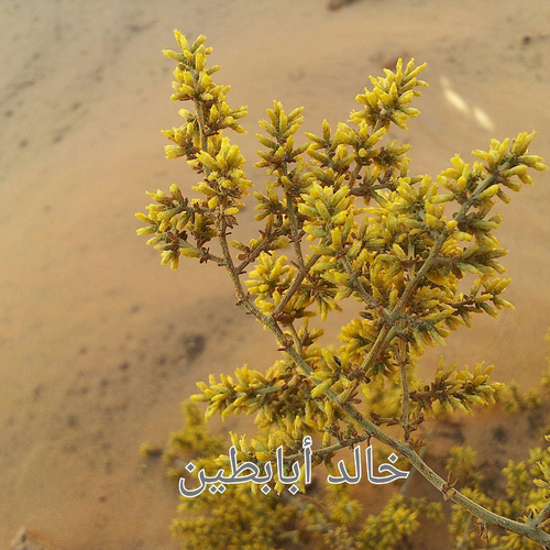 Artemisia Sieberi