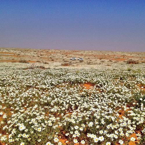 anthemis desert