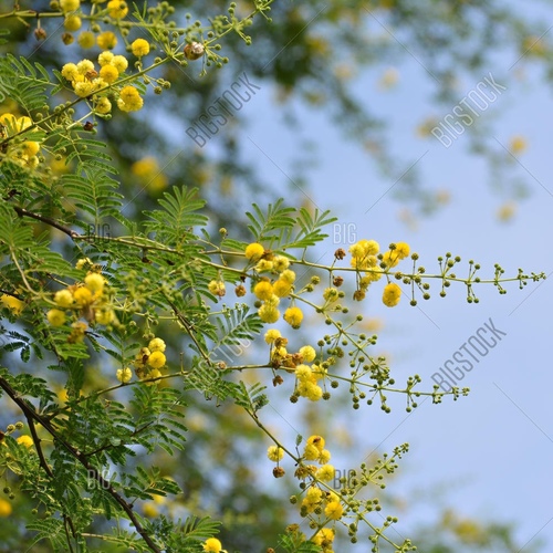 Acacia nilotica