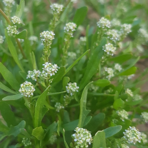 lepidium aucher