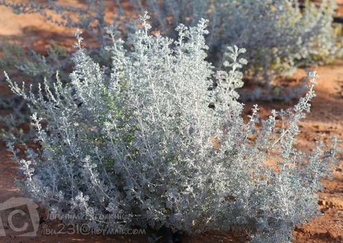 artemisia judaica