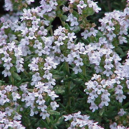 thymus vulgaris