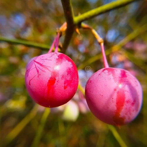 capparis deciduc