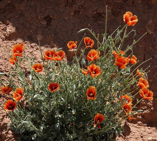 Glaucium arabicum