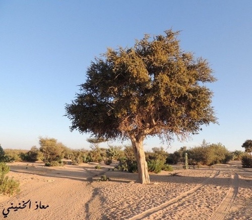 Maerua crassifolia