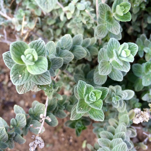 origanum syriacum