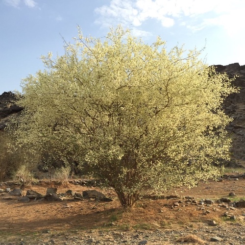 Acacia hamulosa