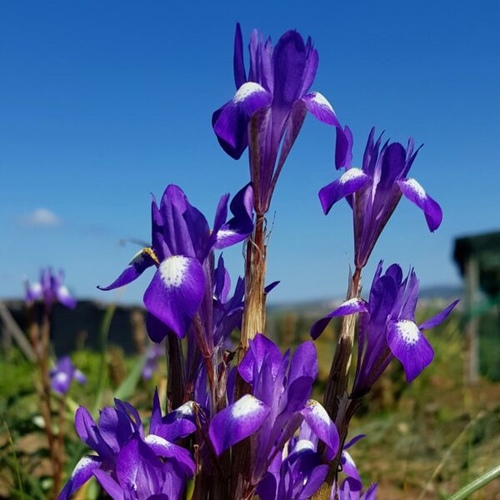 Moraea sisyrinchium