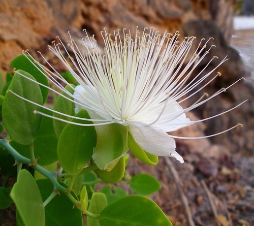 capparis cartilaginea