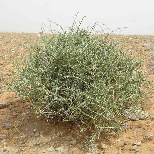 Ephedra alata