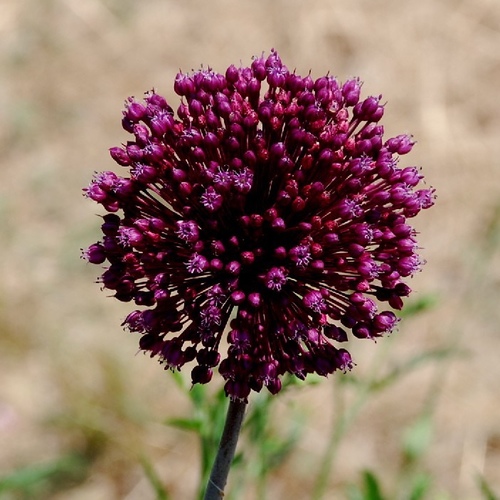 Allium atroviolaceum