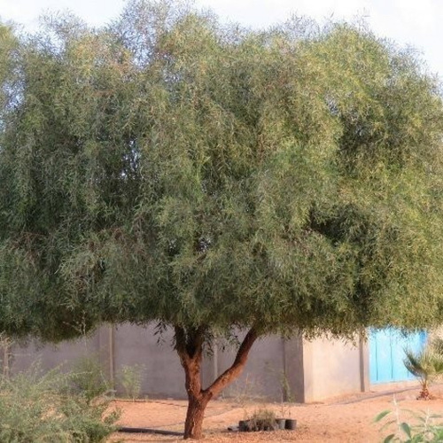 Acacia ampliceps