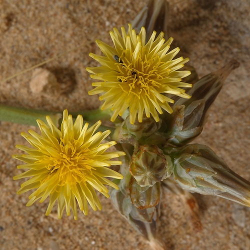 launaea capitata