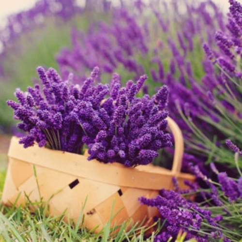 Al Rinf Store - lavandula angustifolia