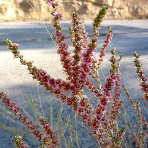 salsola villosa