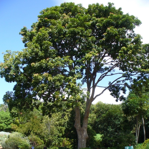 Al Rinf Store - swietenia mahagoni