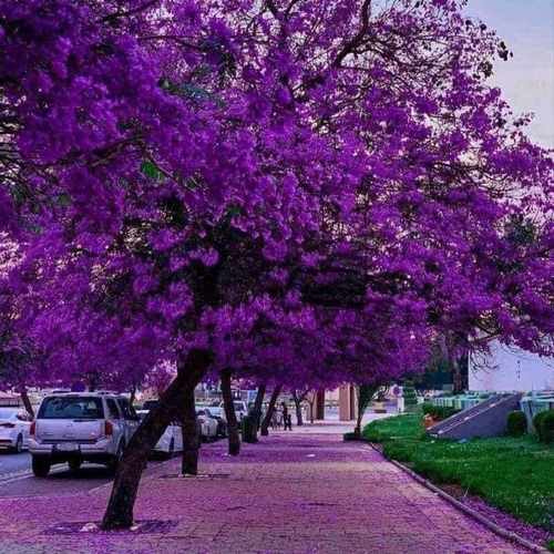 Jacaranda - من اجمل اشجار العالم التي اثبتت نجاحها في بعض مناطق المملكة العربية السعودية البذور تم جمعها في المملكه العربيه السعودية