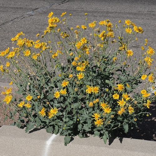 Verbesina encelioides - نبات عشبي يرتفع قرابة المتر يستخدم للزينة يزهر من مايو الى يوليو  البذور ( ٥٠ ) بذرة