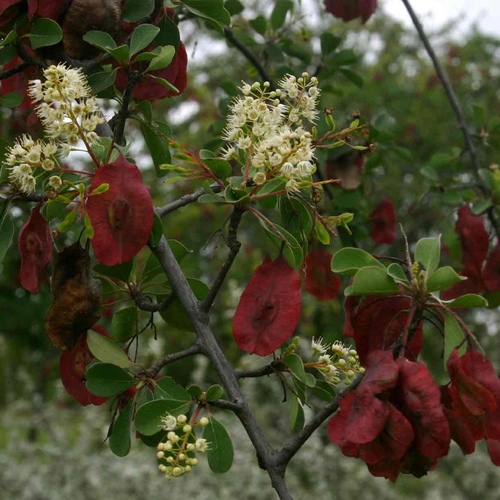 Terminalia brownii