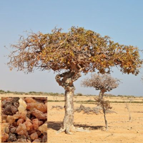 Commiphora myrrha