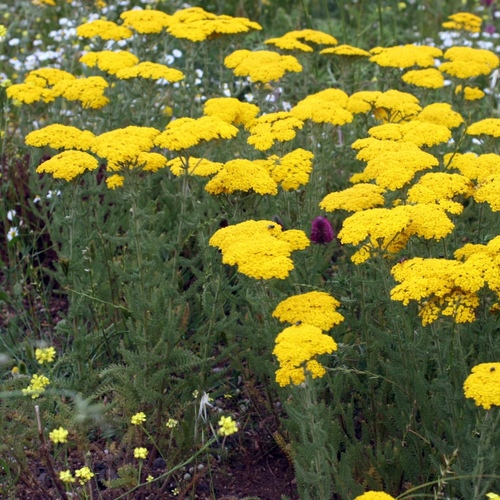 Achillea arabica