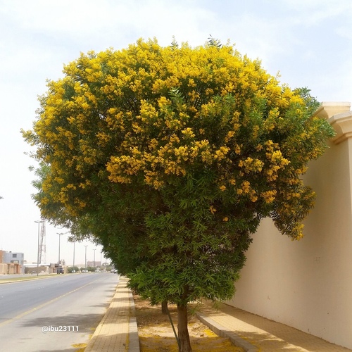 Acacia pruinocarpa