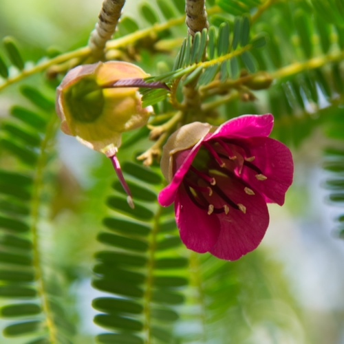 Cadia purpurea