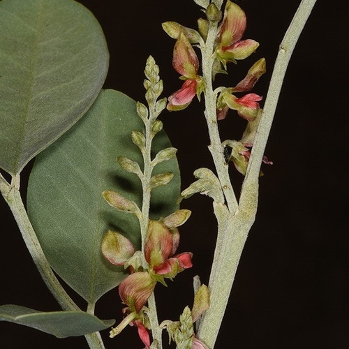 Indigofera articulata