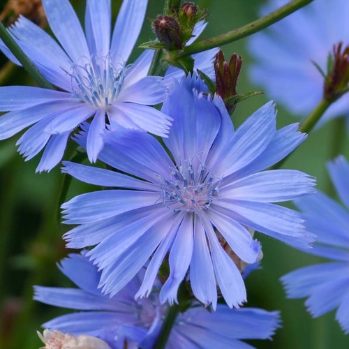 Cichorium intybus