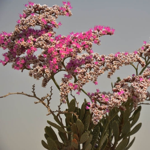 Limonium axillare