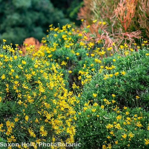 Euryops arabicus