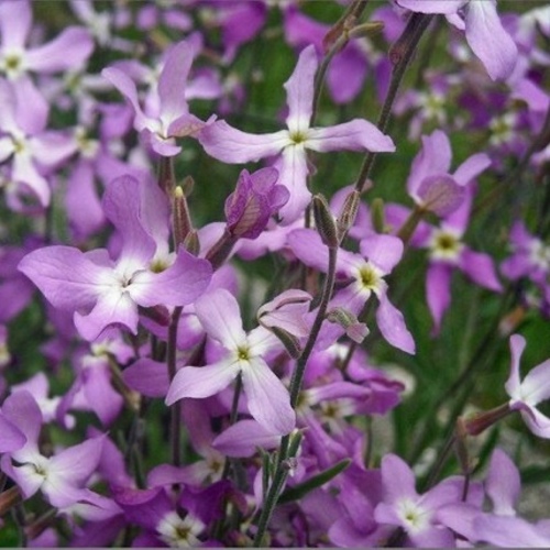 matthiola night scented stock