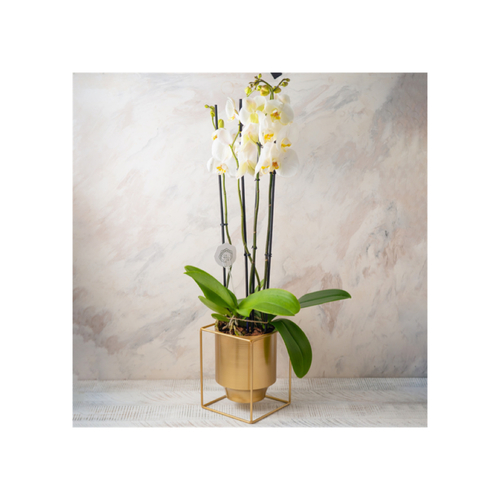 Orchids metal vase