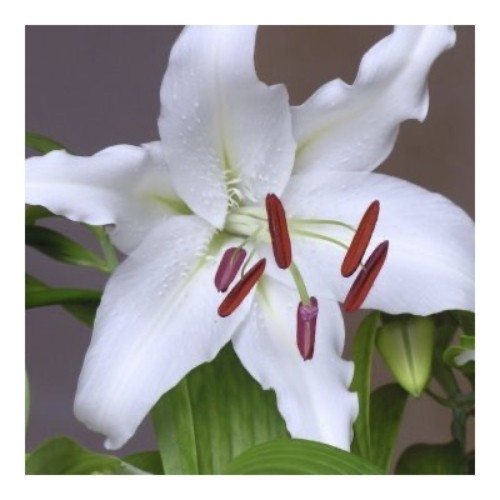 Lily’s – Casa Blanca - Sweet perfume oriantal lily flower  

One bunch is 10 stems with its flowers