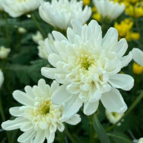 AlAbdul AlJader Farm  - Chrysanthemum - Chrysanthemum, mum, or chrysanths, are distinctive flowers that are widely used in flower baskets for their beauty and variety of colors.
 
The bundle is 10 stems, each stem contains many flowers