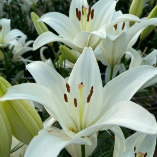 AlAbdul AlJader Farm  - Classic Lily’s (Lilium) - 10 Stem flower per each bunch