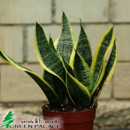 Sensevieria Plant - One of the best indoor plants that raises the level of oxygen indoor also called snake plant, Saint Georg's sword