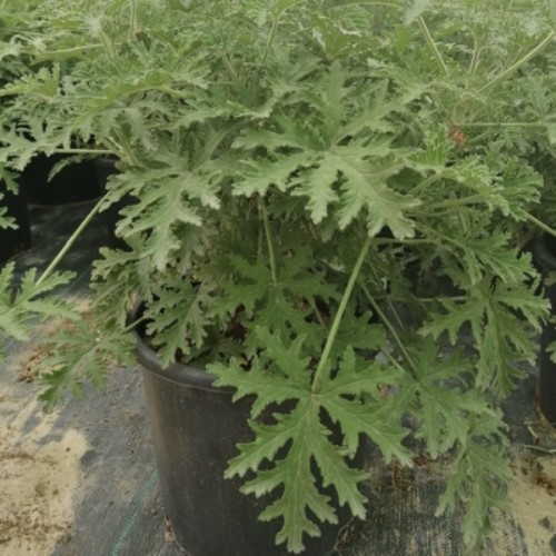 Pelargonium Graveolens - Aromatics outdoor plant that smells fragrant when its leaves come in contact with water

in some contry the call it mosquito plant