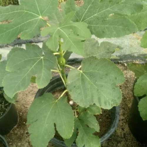 Figs - Figs plant in the name Jasim