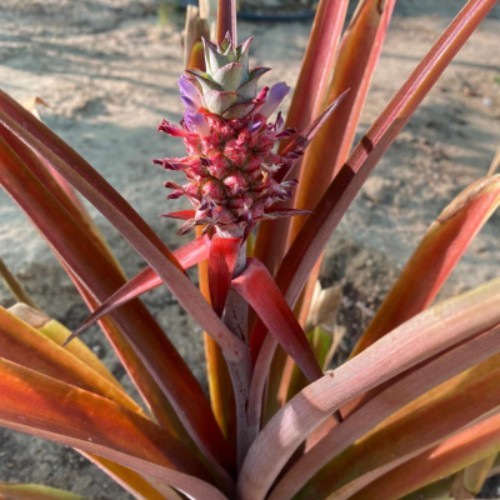 Pink Pineapple Plant - It is an indoor plant and in Kuwait it can be grown outdoor only from October to the end of April