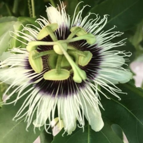 Passion Fruit Small - Passion Fruit is a fast growthing climbing plant that has a wonderful flower and its fruit is distinguished by its sweet and sour taste and it is one of the tropical plants that suitable to lives in a greenhouses in Kuwait 

It contains 50% vitamin C and 25% vitamin A.