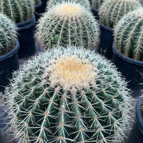 Golden Barrel Cactus Medium - Also cold Echinocactus grusonil one of the top cactus selling and it is rare and endangered in the wild