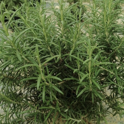 Rosemary - It is a fragrant evergreen herb native to the mediterranean. it is used as a culinary condiment, to make bodily perfumes, and for it potential health benefits.

strong outdoor plant in kuwait 

The Italian cuisine is characterized by the frequent use of rosemary.