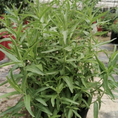 Desert Mint - we can make tea from its leaves 

it is outdoor palnt and it need shade in the summer