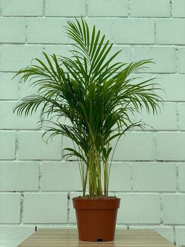 Areca - The Areca palm is also known as the butterfly palm because its fronds resemble a butterfly ,   Areca is considered one of the air-purifying plants, according to a study conducted by NASA. You need bright, filtered light such as window light or room lighting.