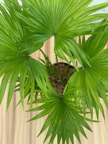 Livistona - The Livistona  palm is also called the table palm, or the fan palm due to its circular leaf shape that resembles a fan to a large extent. The Levstuna palm is an easy-care indoor plant that does not like direct sunlight and thrives in semi-shady places