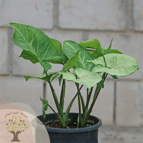 Syngonium - Syngonium
podophyllum is a beautiful climbing plant with distinctive leaves and fast
growing. It can be placed in bedrooms, halls or offices.   IRRIGATION  The plant is not
irrigated until the soil is partially dry, and it is preferable to spray its
leaves with water spray from time to time, as it is moisture-loving.  LIGHTING  The plant needs medium
to bright filtered light such as window light or artificial lighting inside the
room.  TEMPERATURE   











The plant needs a mild
atmosphere and is suitable for normal room temperature.