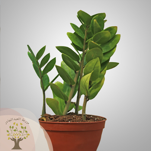 مزرعة العبد الجادر - زاميا - نبتة الزاميا ( Zamioculcas 
zamiifolia) تأتي في حوض ١٢ سم
تعتبر من النباتات القوية والتي تتميز بأوراق خضراء داكنة ولامعة، 
لاتحتاج للكثير من العناية، كما تتأقلم في الضوء الخافت ويمكن وضعها في غرف النوم 
أو المكاتب  الري  لا يتم ري النبتة إلا بعد جفاف التربة.  الاضاءة  تحتاج النبتة إلى ضوء متوسط إلى ساطع مرشح مثل 
ضوء النافذة أو الانارة الصناعية للغرفة، كما يمكنها التأقلم مع الضوء الخافت.  درجة الحرارة    
 
 
 
 
 
 
 
 
 
 
 
تحتاج 
النبتة إلى جو معتدل يناسبها درجة حرارة الغرفة الطبيعية، وتتحمل الجو الدافئ حتى 
35 درجة مئوية